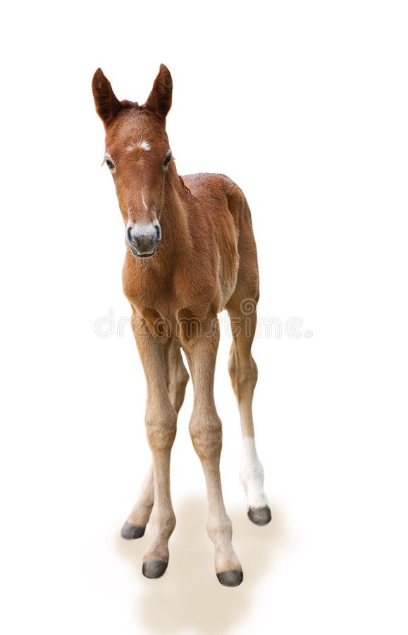 Newborn Foal On The White Background Ad