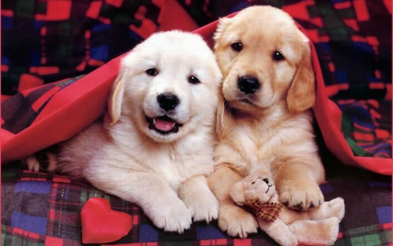 Cute Puppies Wallpapers Free Download 1
