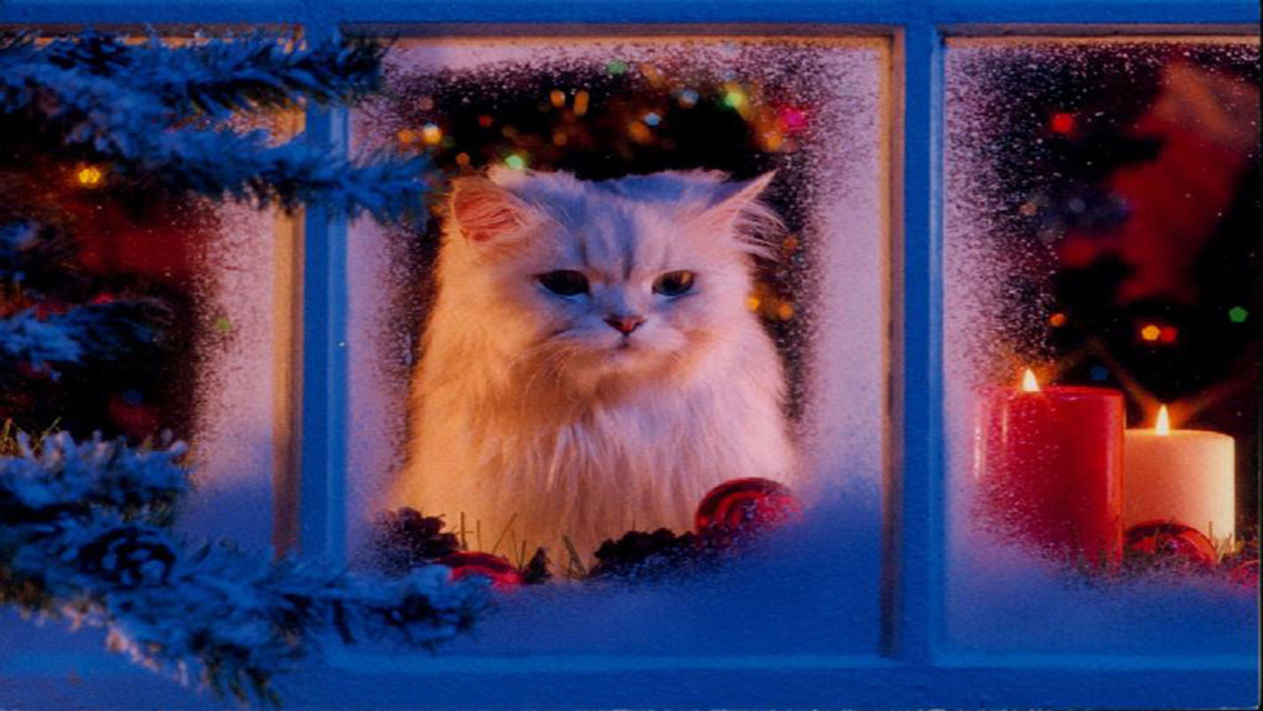 Christmas Cat   Free Download Cute Christmas Cat HD Wallpapers for
