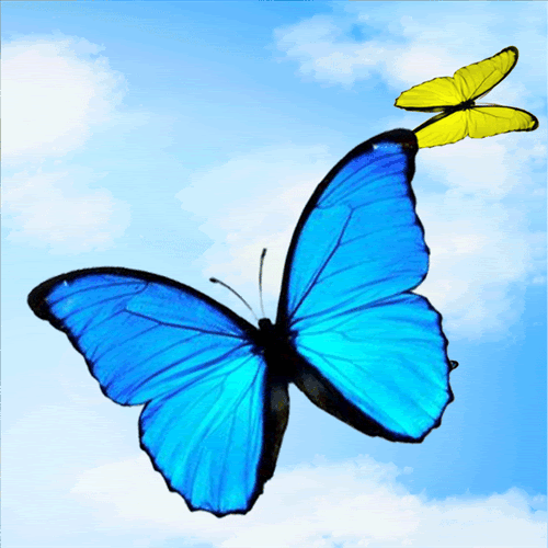  47  Animated Butterfly Wallpaper  WallpaperSafari