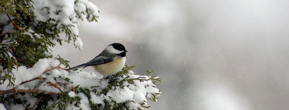 Add Some Life To Your Winter Landscape By Attracting Wild Birds