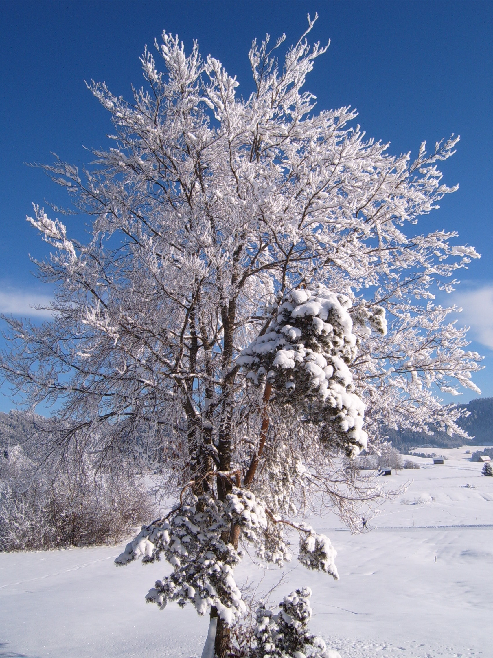 Winter Tree Jpg