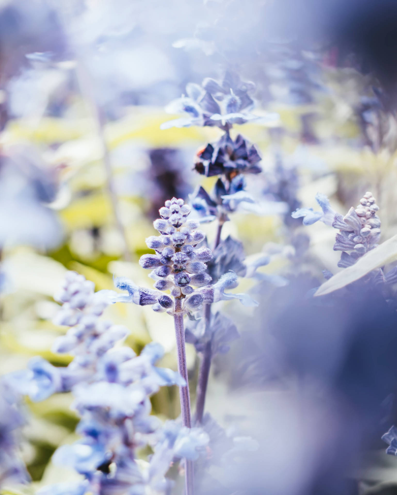 Flower Android Wallpaper