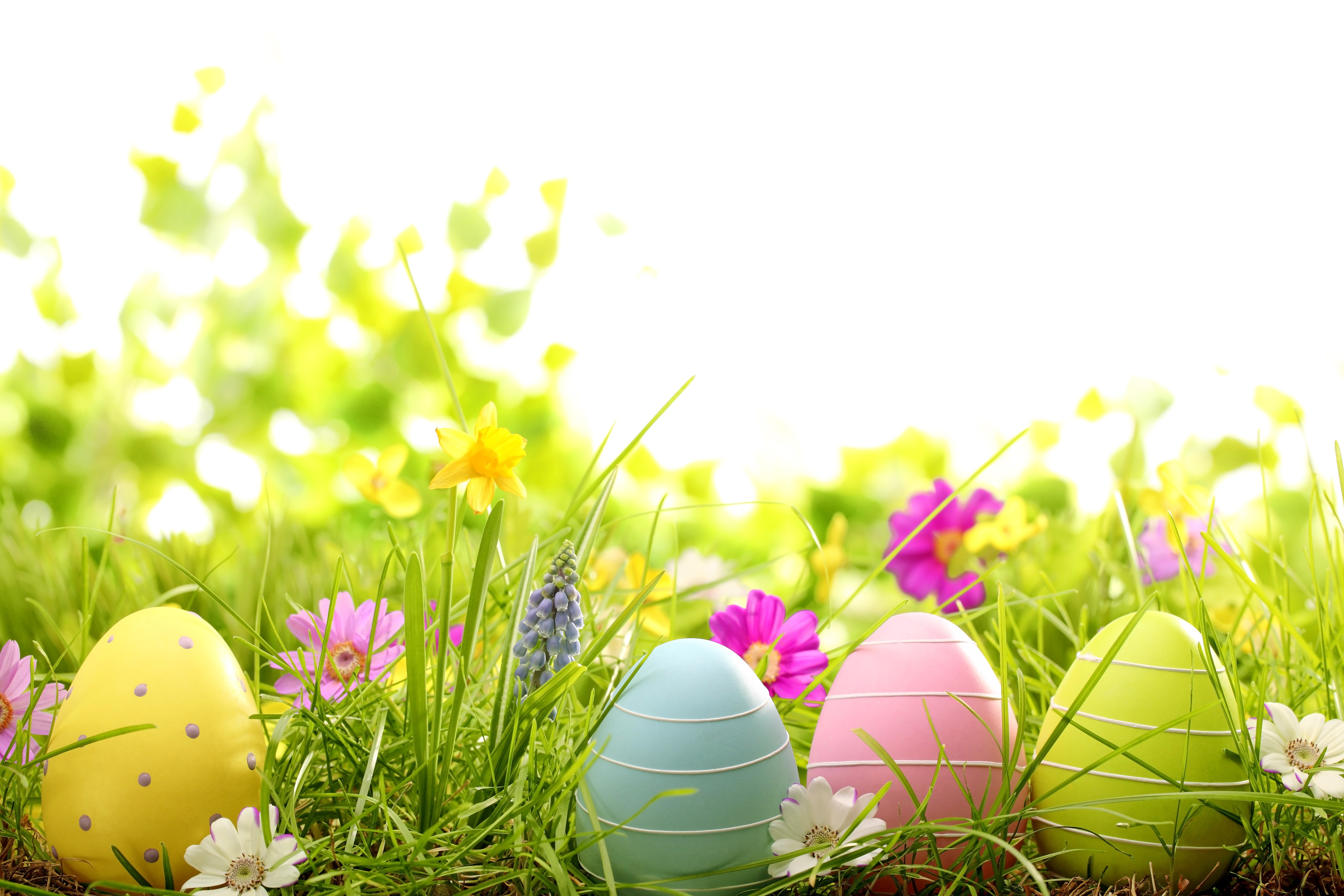 Easter Spring Flowers Eggs Painted Grass Wallpaper Photos