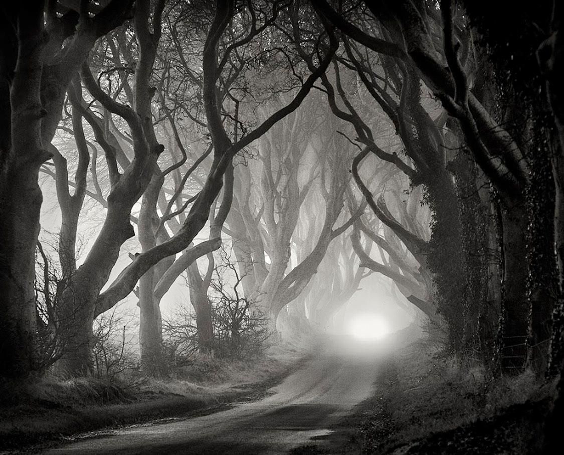 A Grove Of Twisted Trees Somewhere Wallpaper