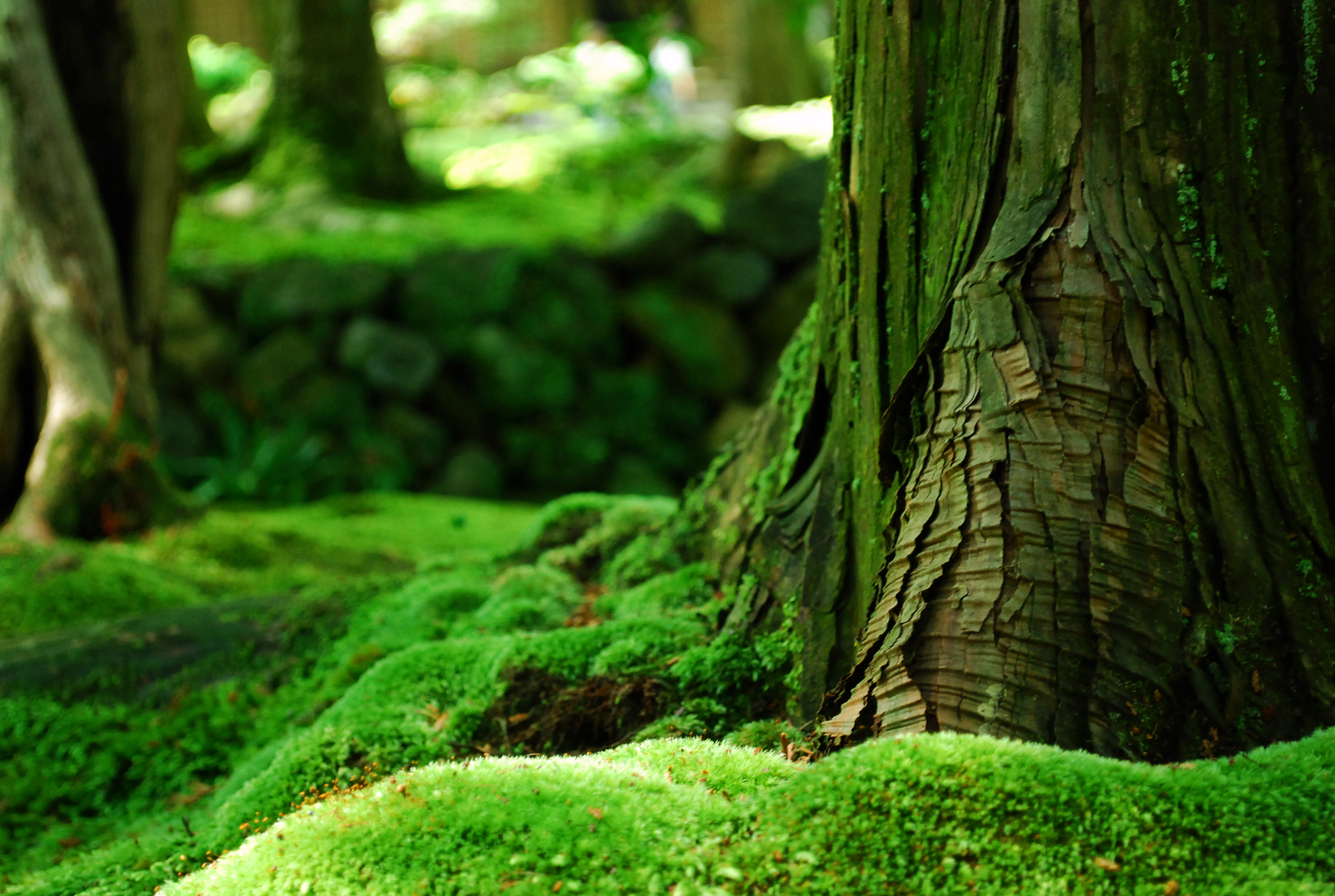 Trees and Moss HD wallpaper