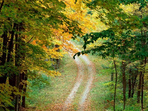 Free Autumnal Forest Trail East Texas Screensaver Screensavers