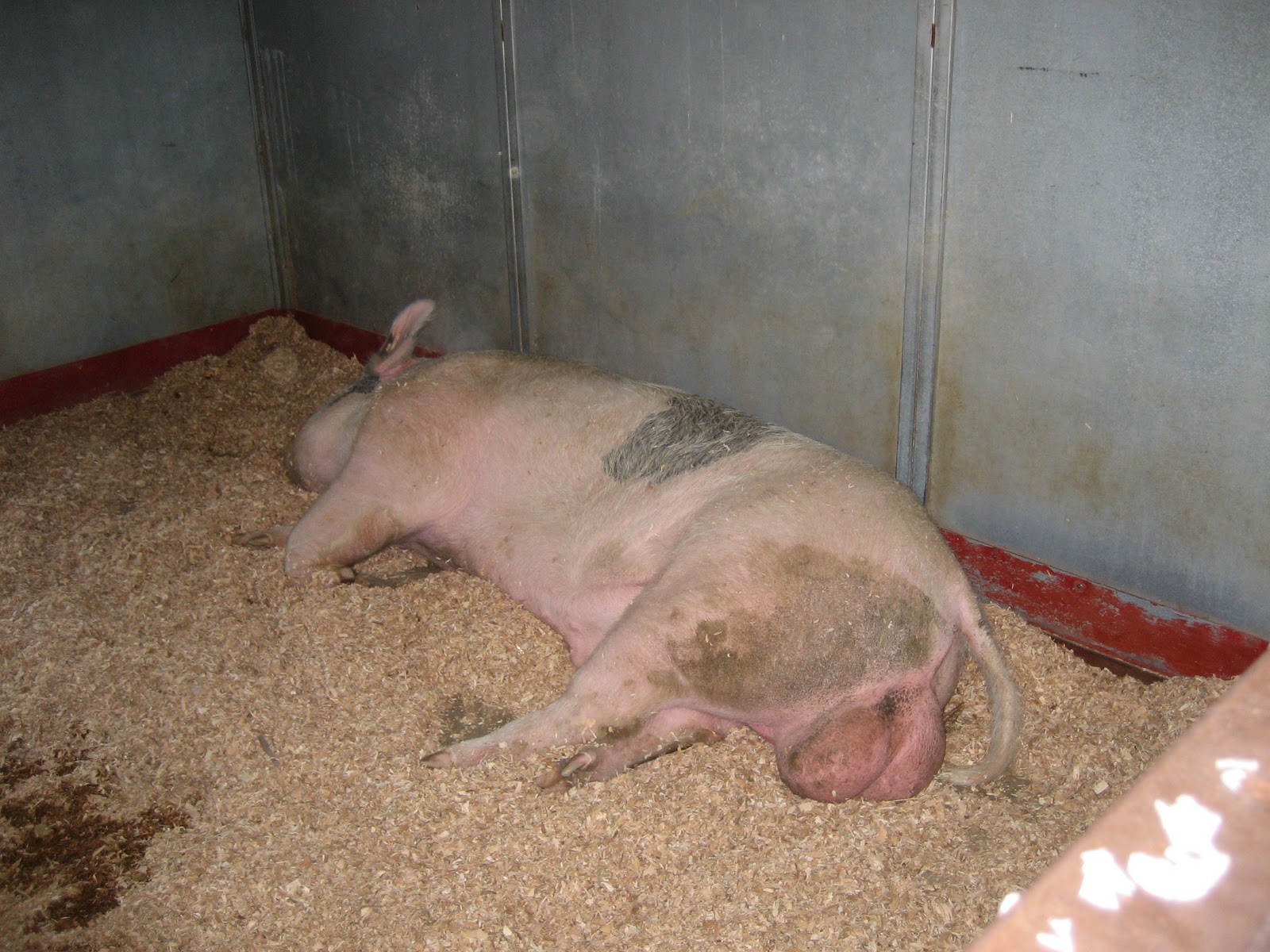 Baby Pigs Wallpaper Me Petting The