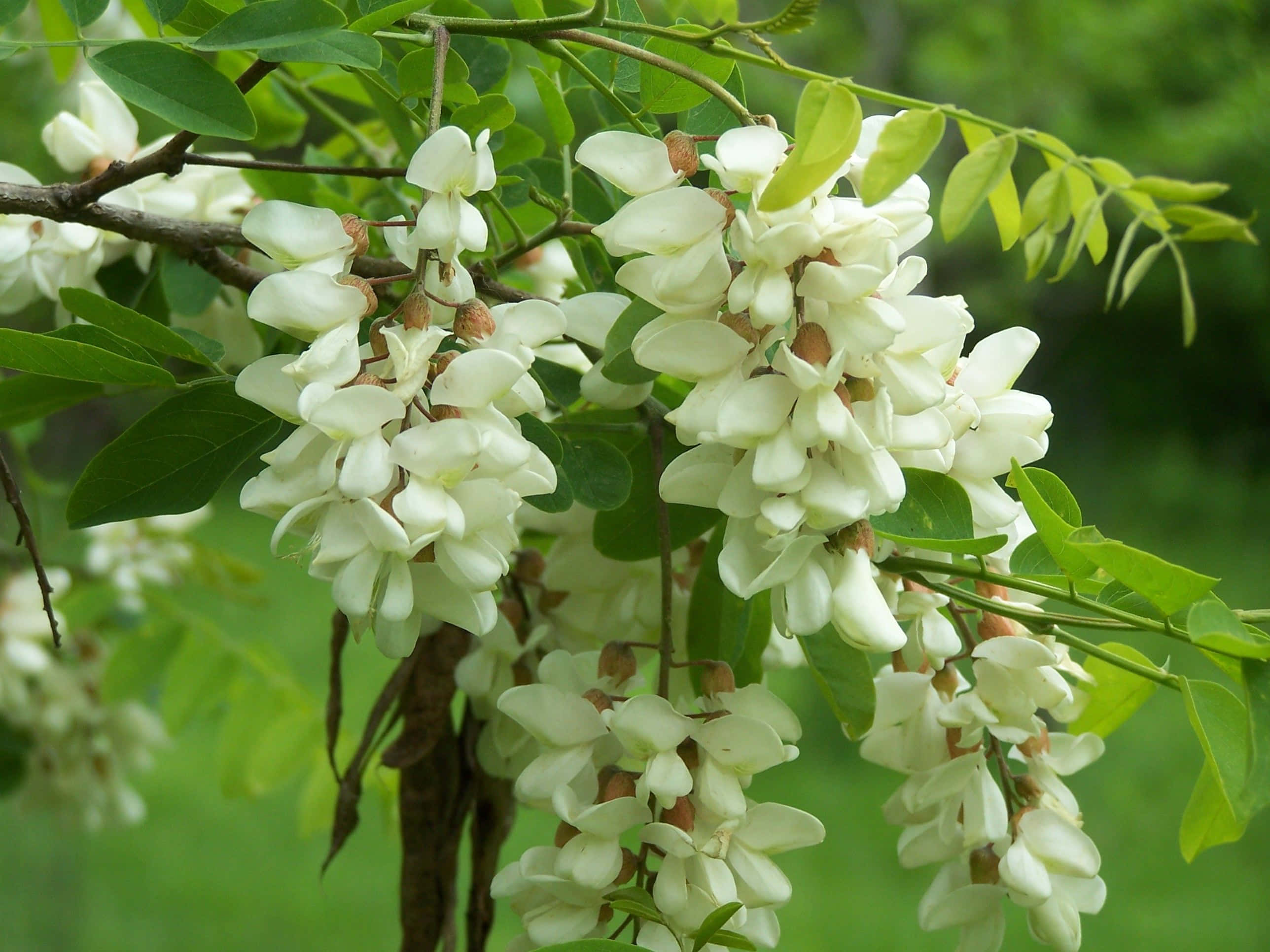 Black Locust X Wallpaper