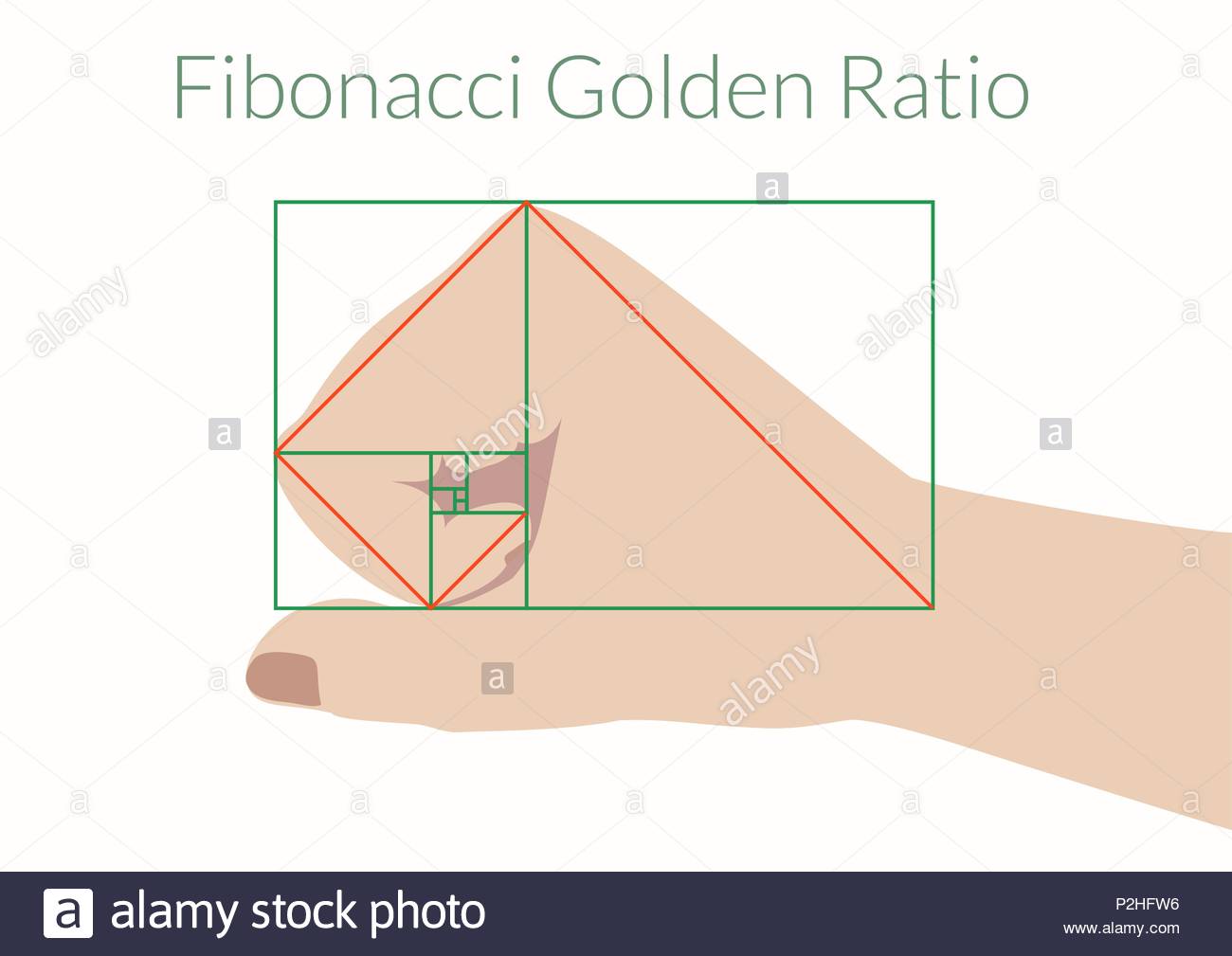 Fibonacci Vector Vectors Stock Photos