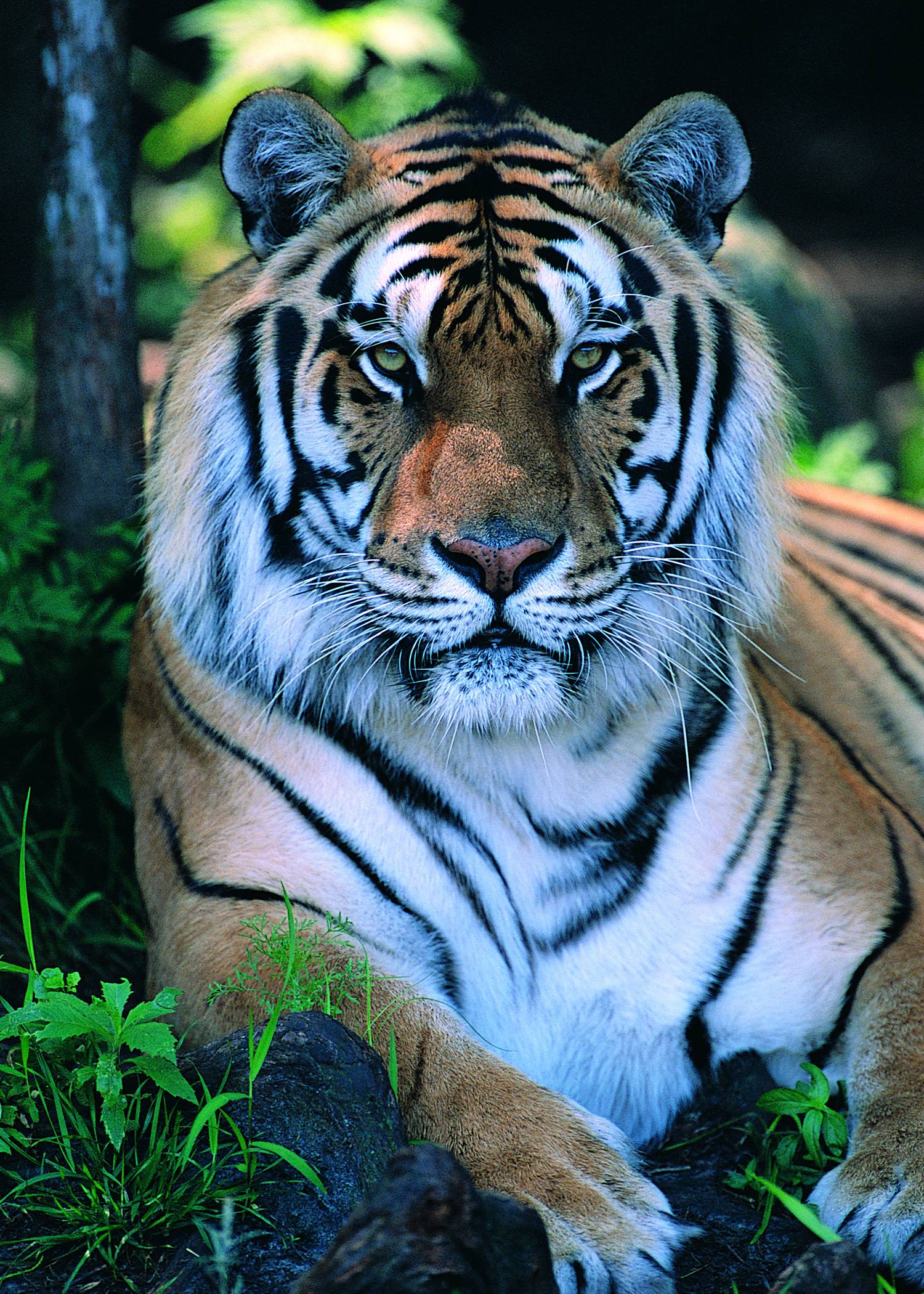 Widescreen Wallpaper Tiger Px