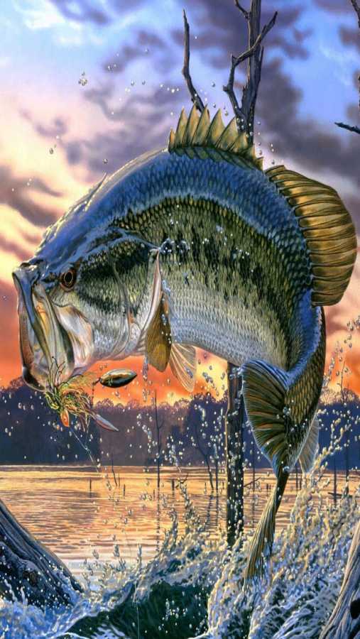 Bass Fishing Wallp