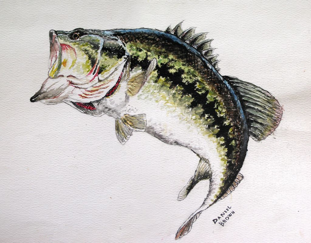Largemouth Bass Wallpaper 2   Animals Planent