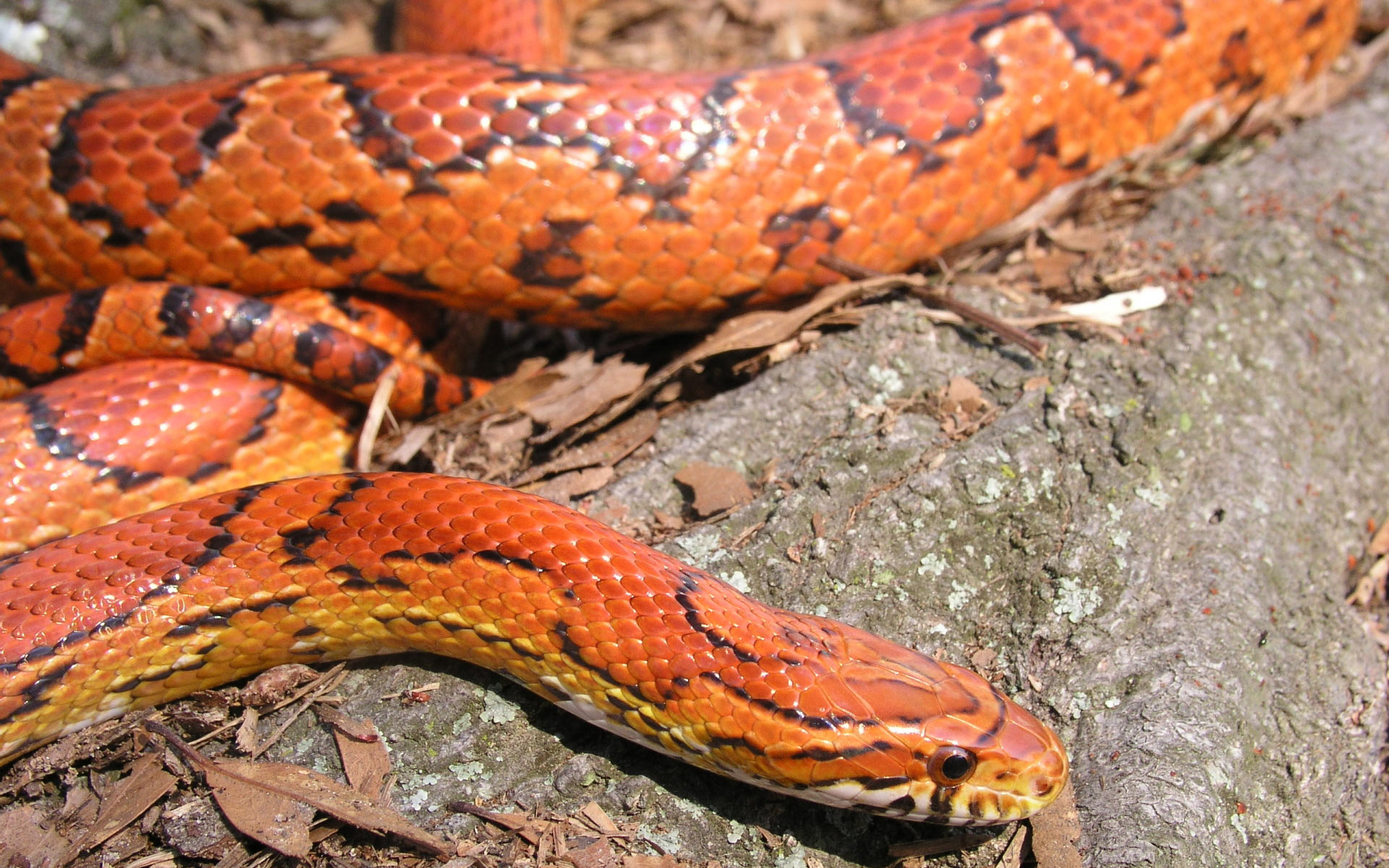 Viper Snake Background