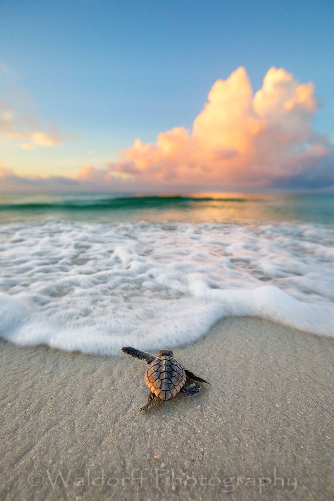 Baby Loggerhead Sea Turtle On The Emerald Coast Of Florida Fine