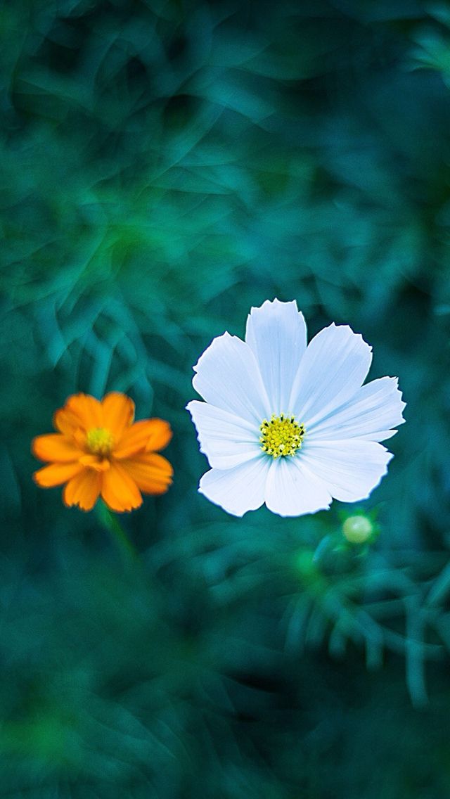 Flower iPhone 5s Wallpaper Background
