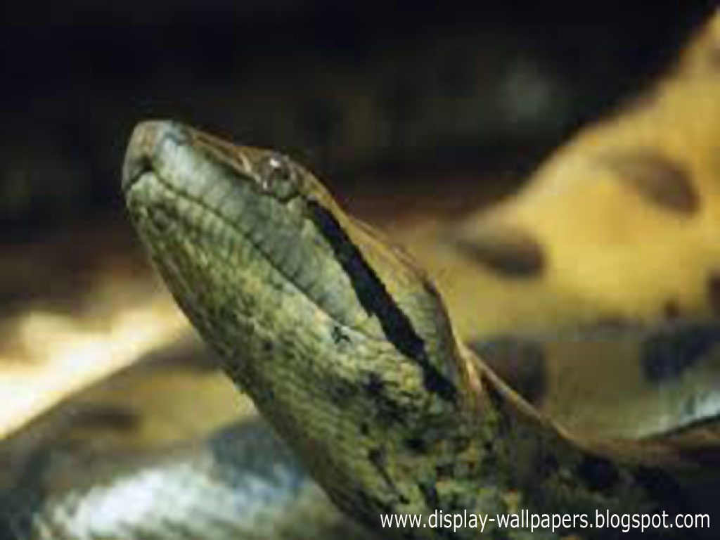 Wallpaper Great Anaconda Snake