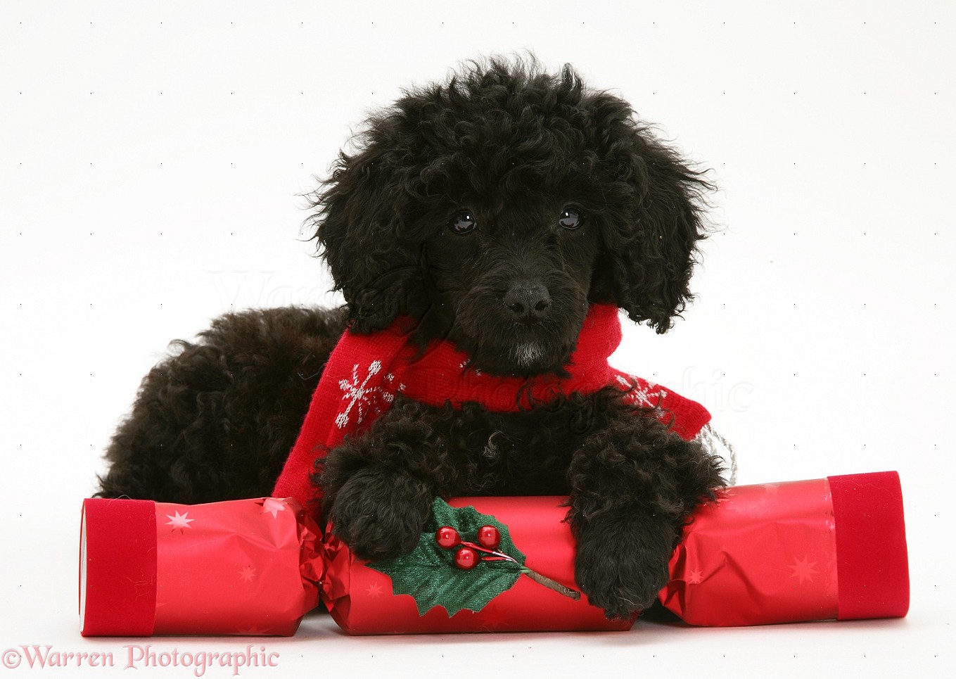 Black Miniature Poodle With