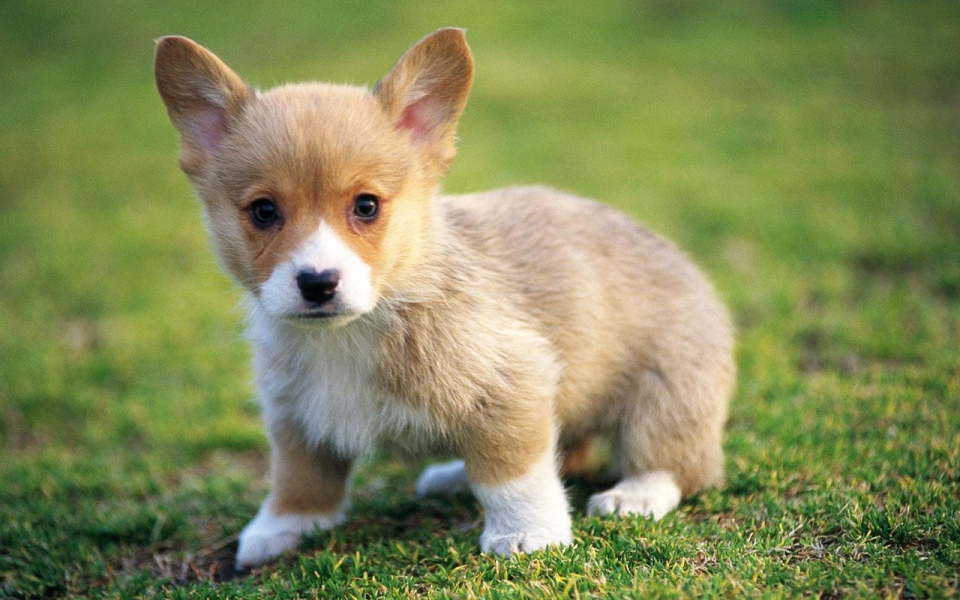 Cute Puppy Pictures For Wallpaper