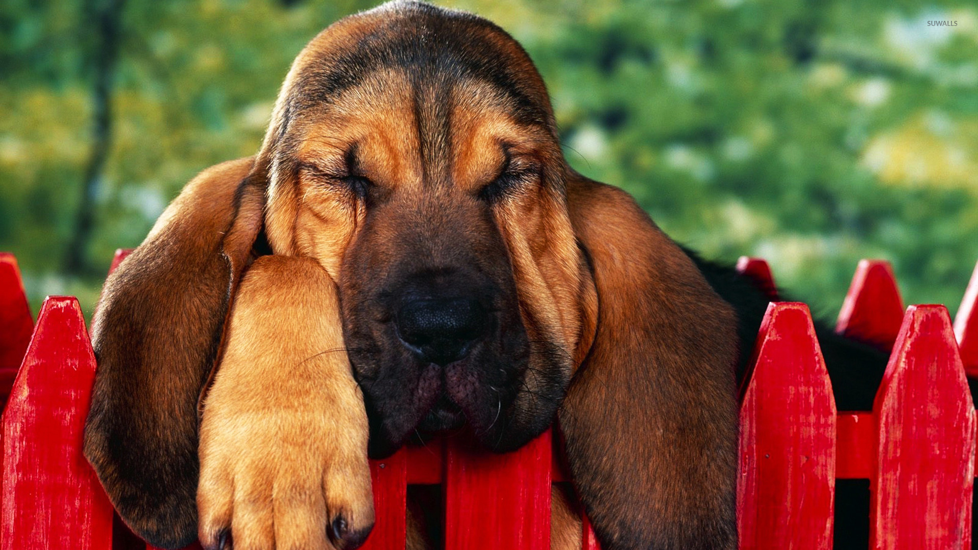 Bloodhound Puppy Wallpaper HD