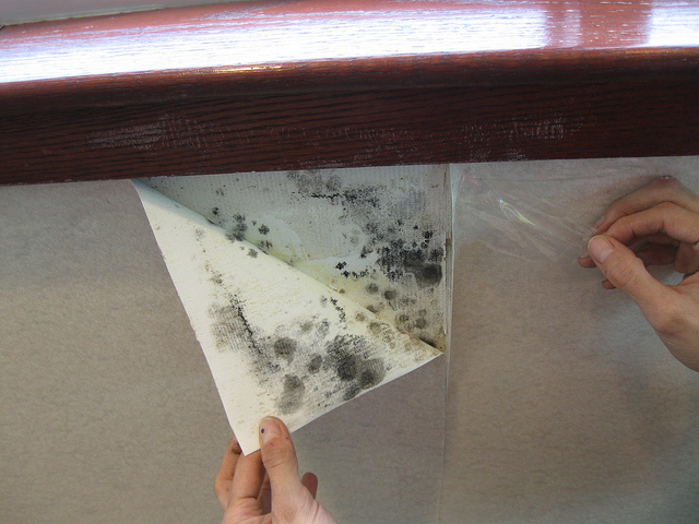 Hotel Mold Inspection Testing