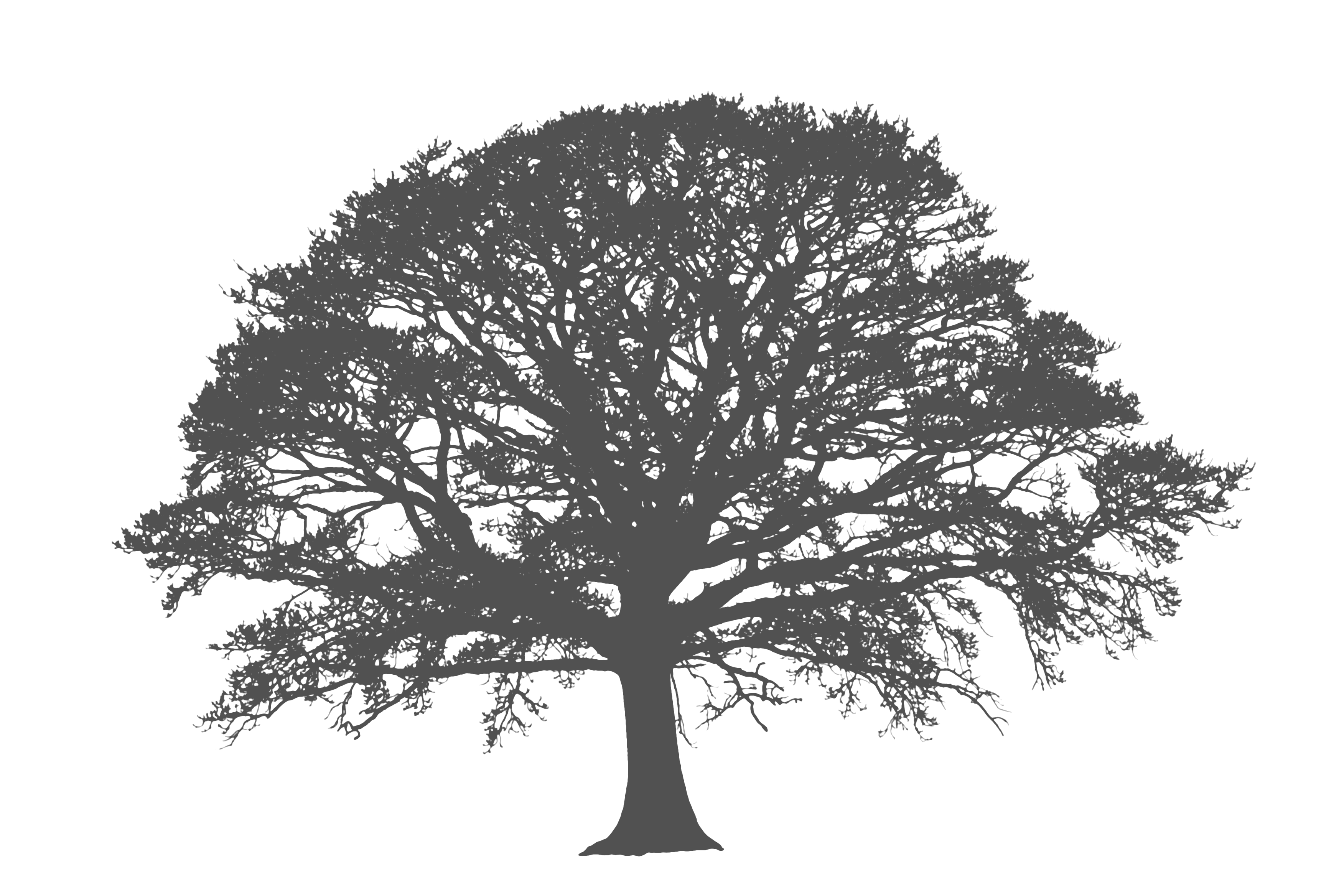 Tree Png Birch
