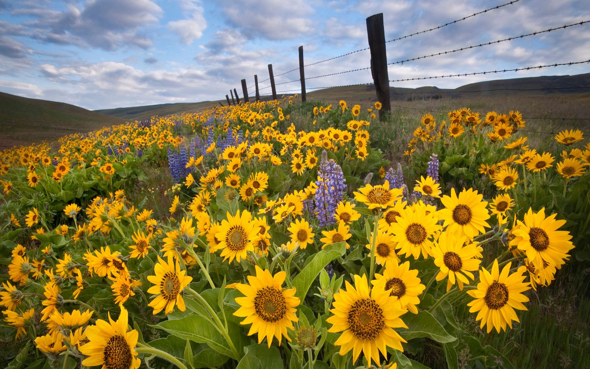 Beautiful Sunflower Field Wallpaper