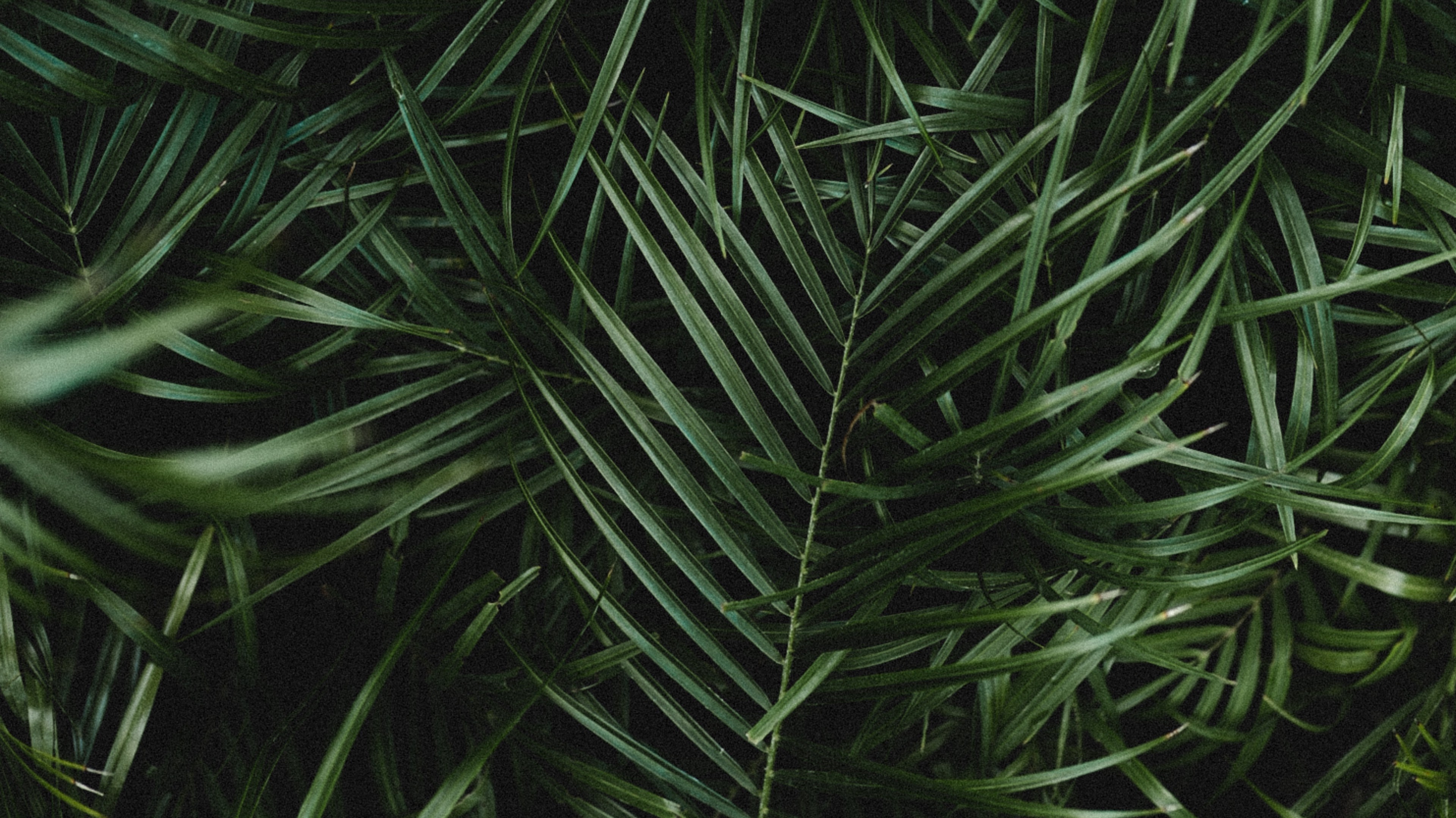 4k Palm Leaves Branches Wallpaper