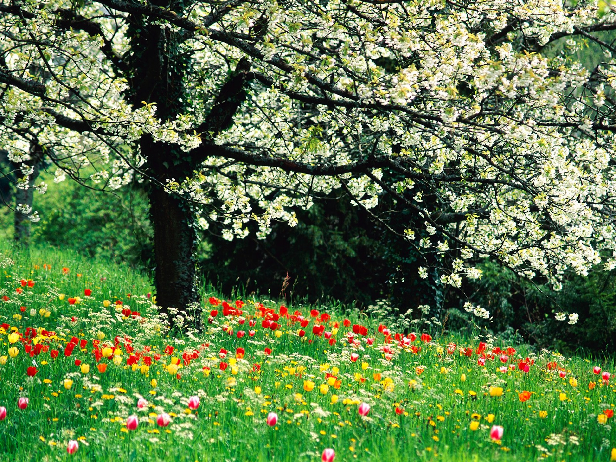 Nature Seasons Spring In Japan