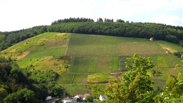 Vineyards On Hills Barbaras HD Wallpaper
