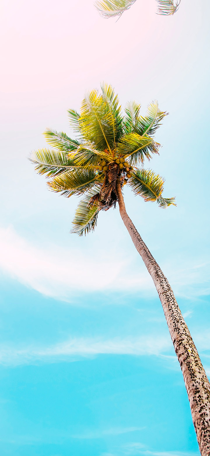 Coconut Tree Wallpaper