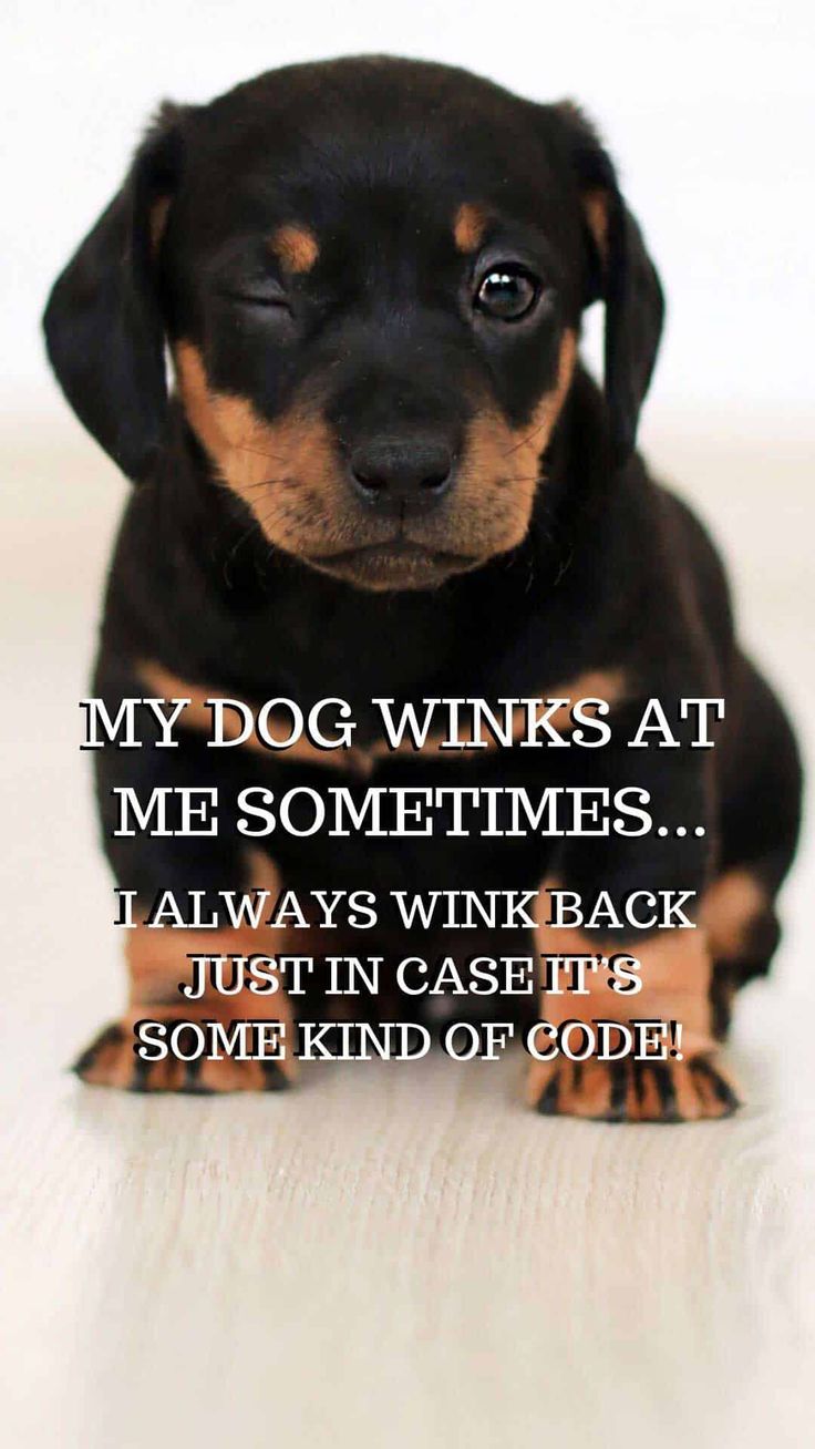 Funny dog saying on free phone wallpaper for i phone and android