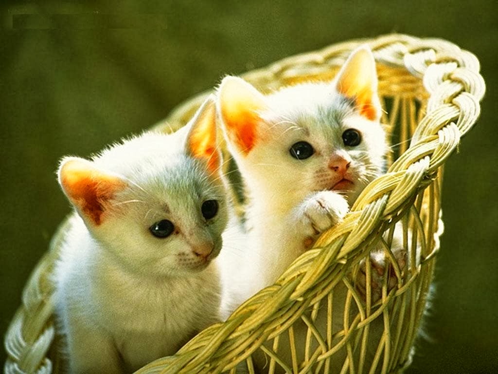 Beautiful HD Wallpaper U Cute Cats