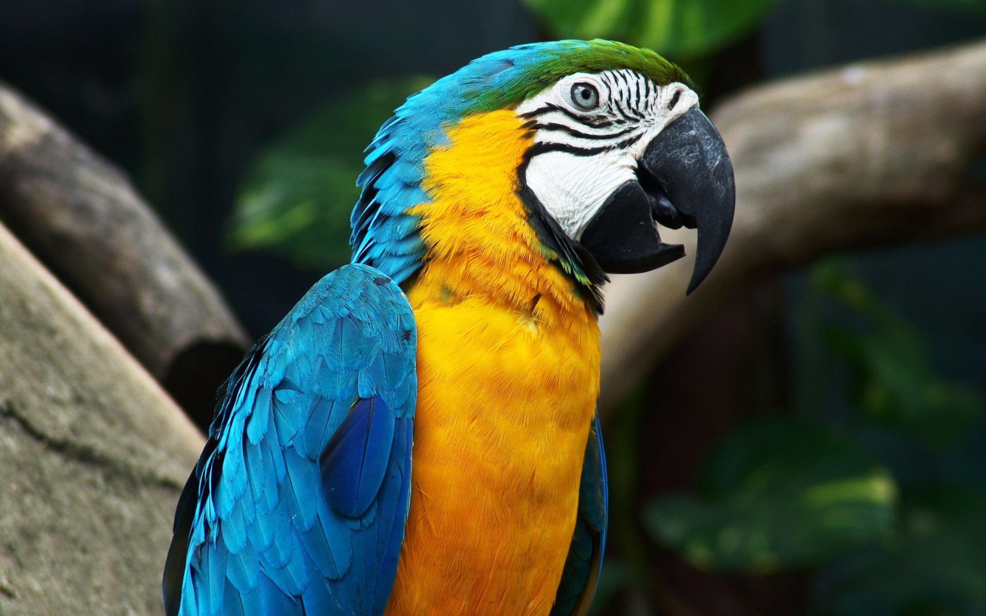 Blauwe En Gele Ara Papegaaien Bird Wallpaper