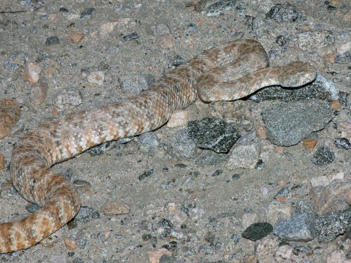 Crotalus mitchellii photographed in Southern Californias Coachella
