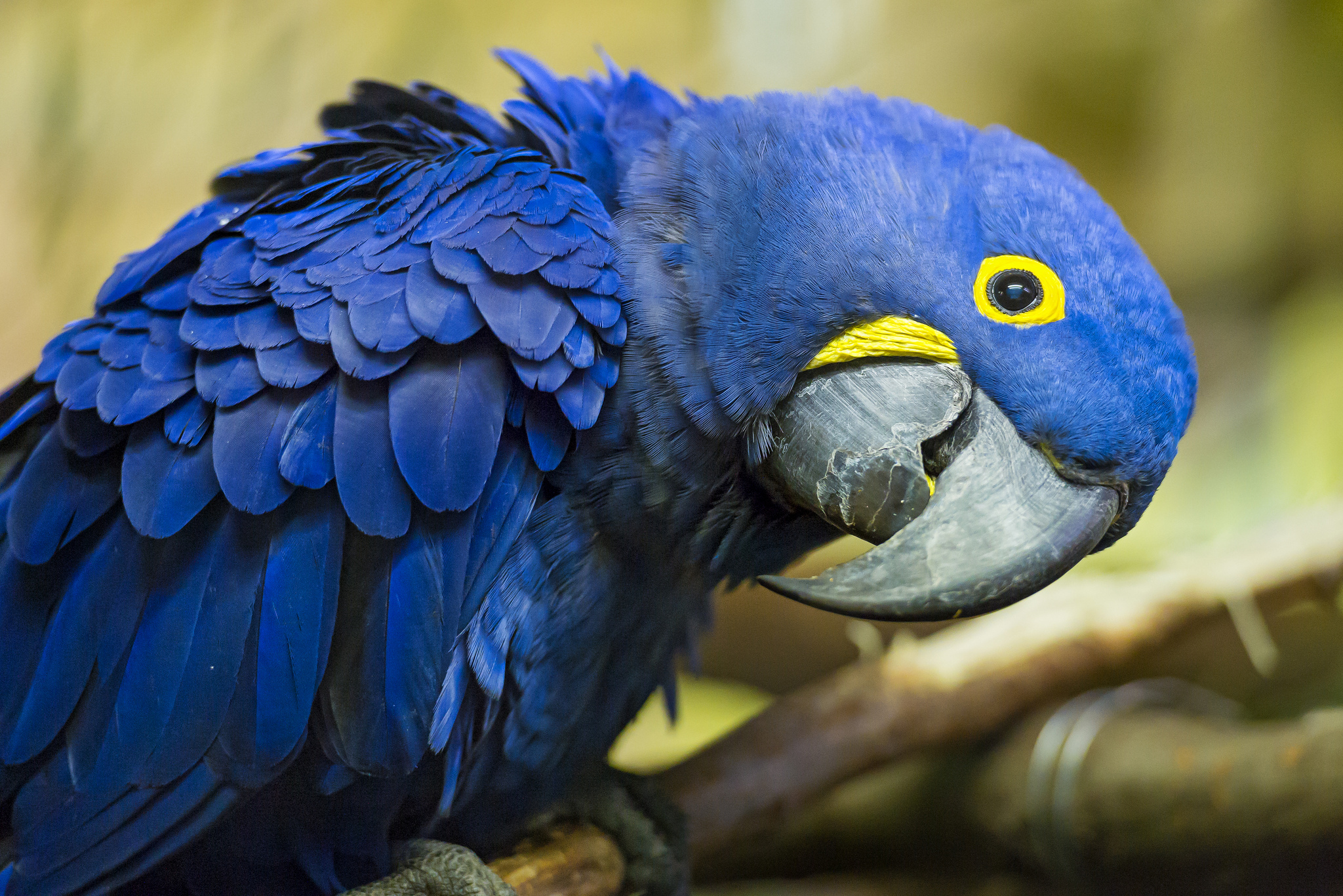 21 Hyacinth Macaw HD Wallpapers Background Images