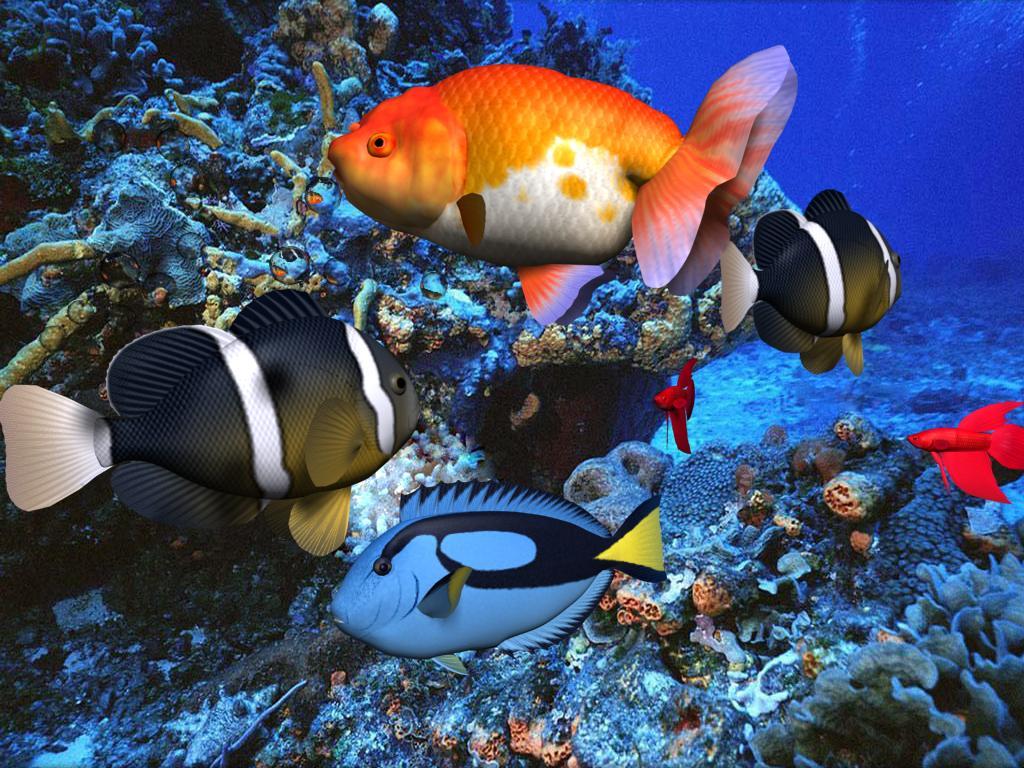Tropical Fish Wallpaper HD In Animals Imageci