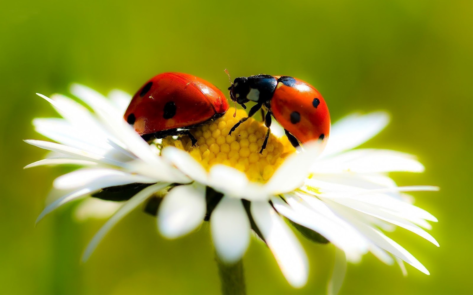 Two ladybugs on a white flower HD Animals Wallpapers