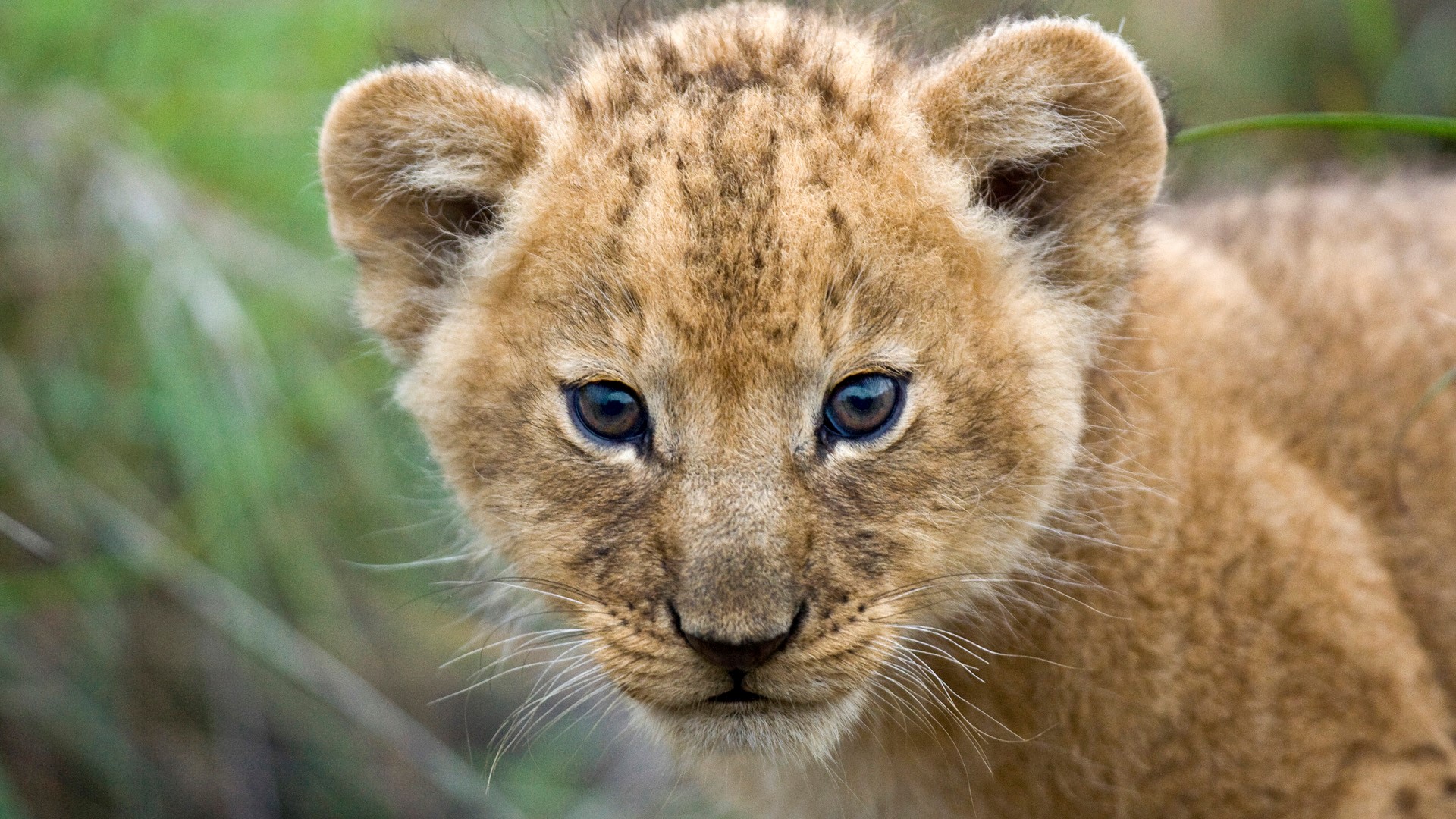 Beautiful Cute Lion Cub Closeup Face HD Wallpaper