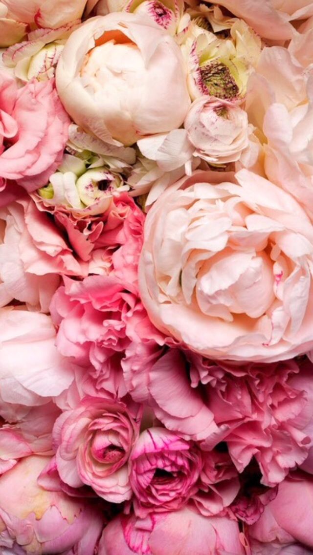 Pink Peonies iPhone Wallpaper Flowers