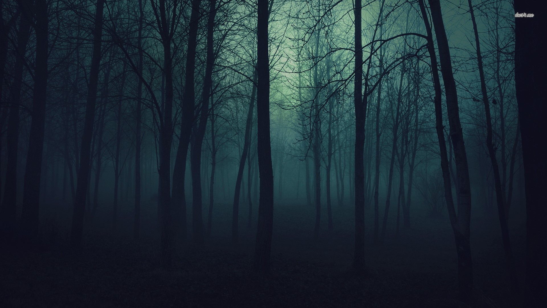 Dark Forest HD Wallpaper Background Image