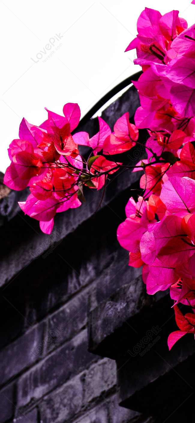 Flower Wallpaper For Phone