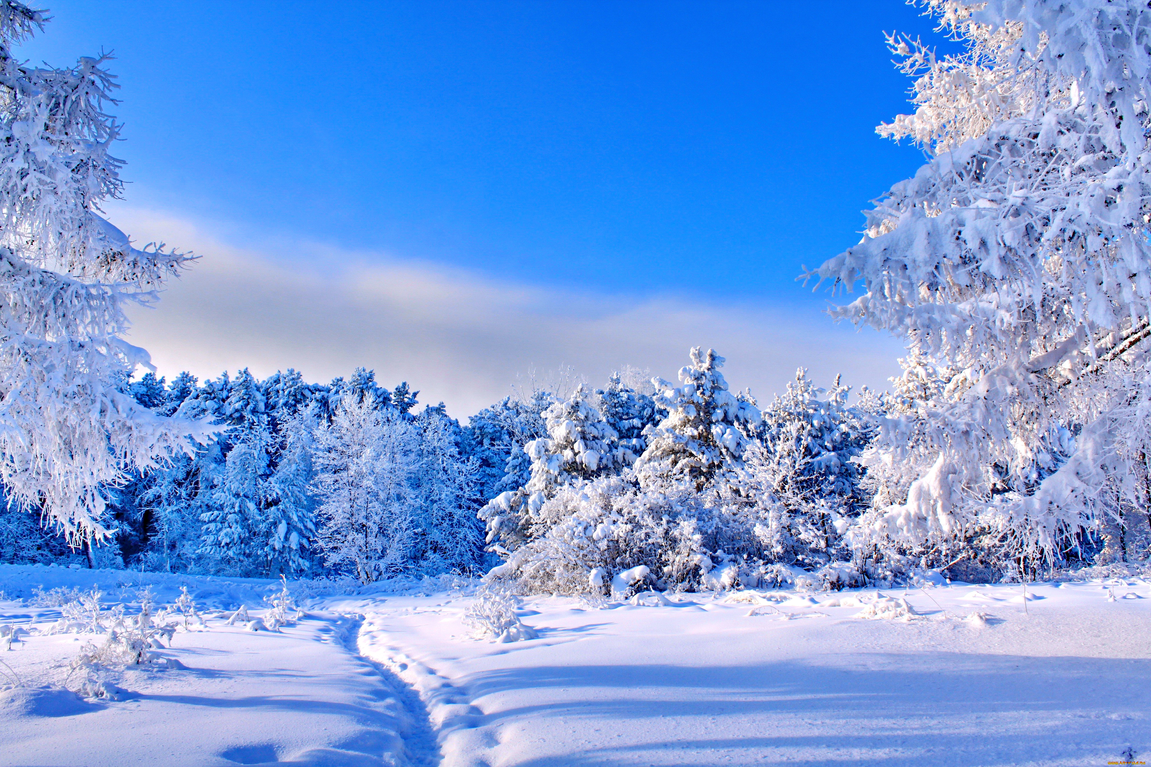 Free download download Sunny winter day wallpaper ForWallpapercom