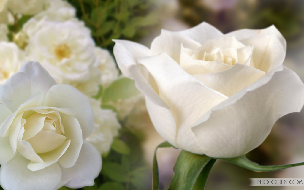 Beautiful White Flower Wallpapers Free Wallpapers