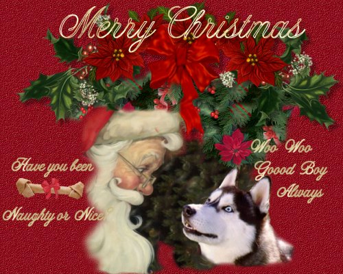 Christmas Siberian Huskies Pictures Of The Month Husky