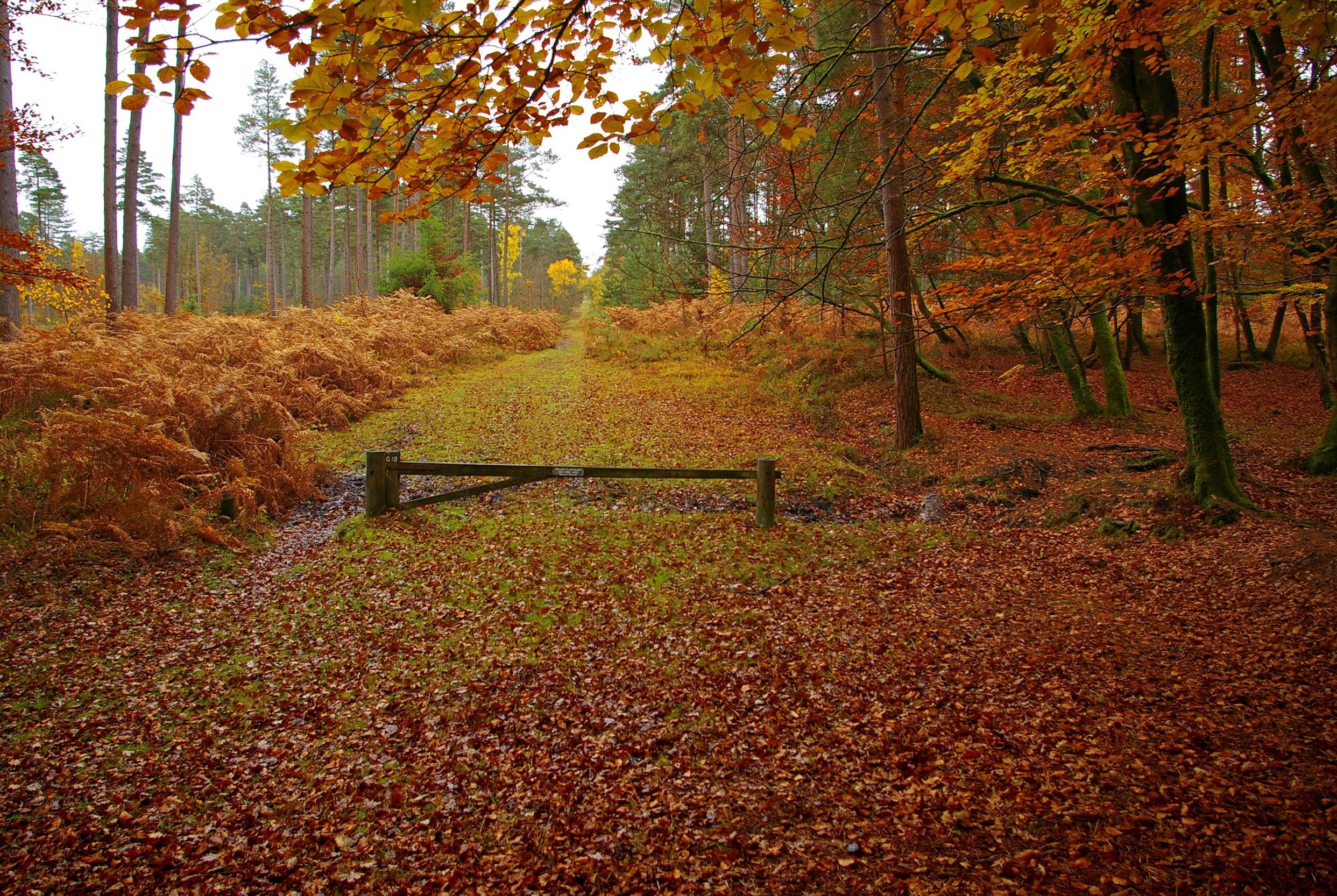 New Forest in Hampshire England autumn landscape wallpaper background