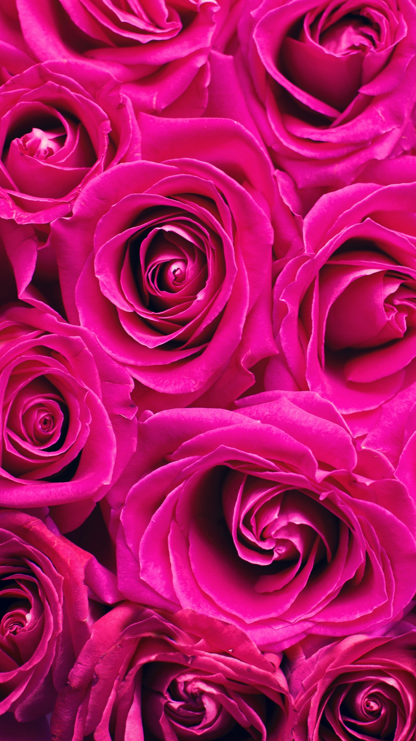 Wallpaper Roses Pink Flowers Bouquet Petals
