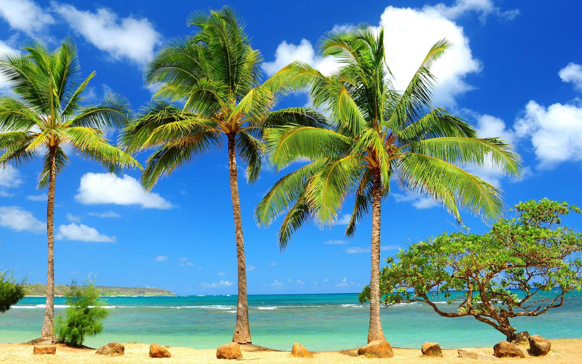 Palm Tree Beach Wallpaper