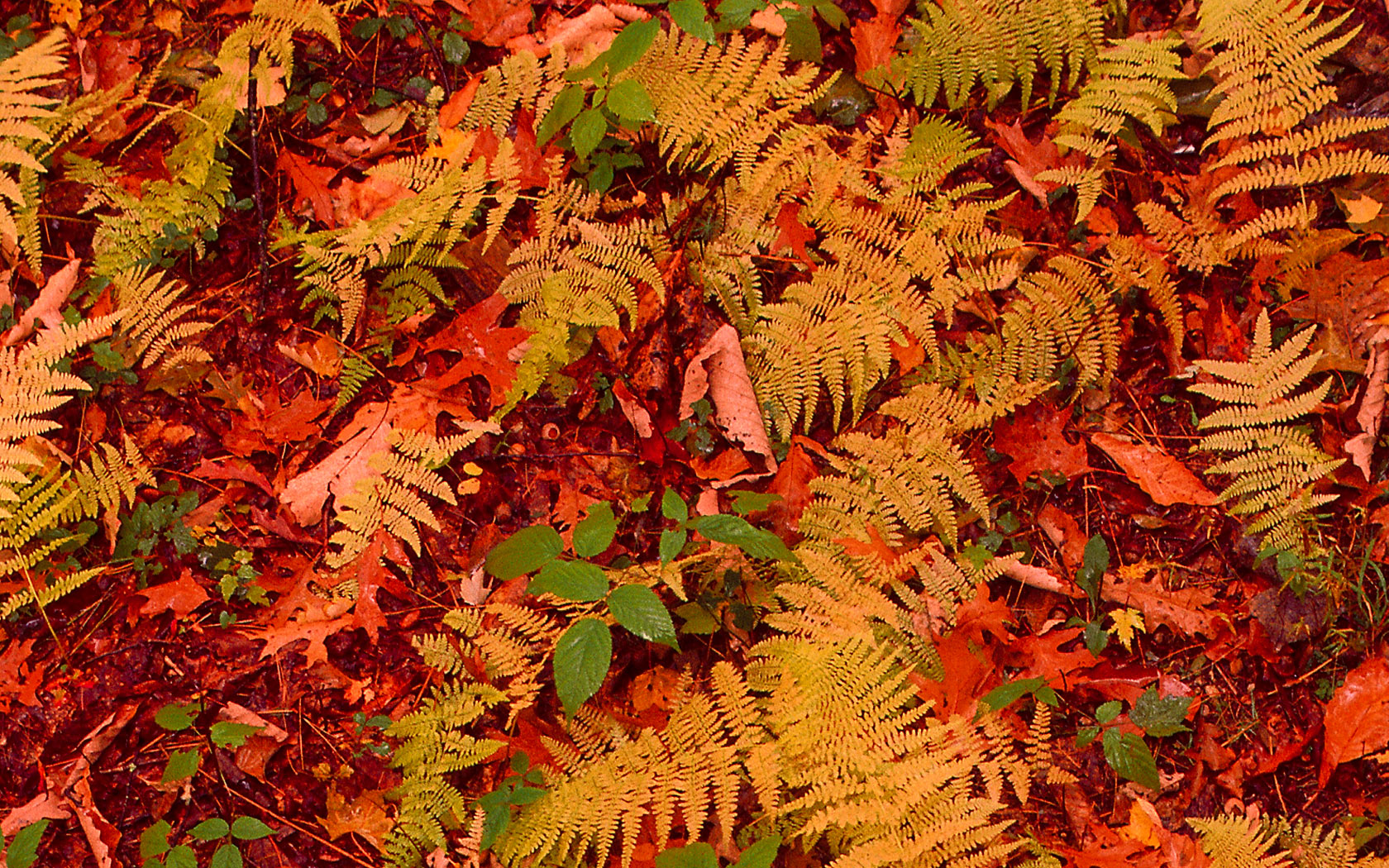  Fall Autumn Leaves Wallpaper for Desktop 1680x1050