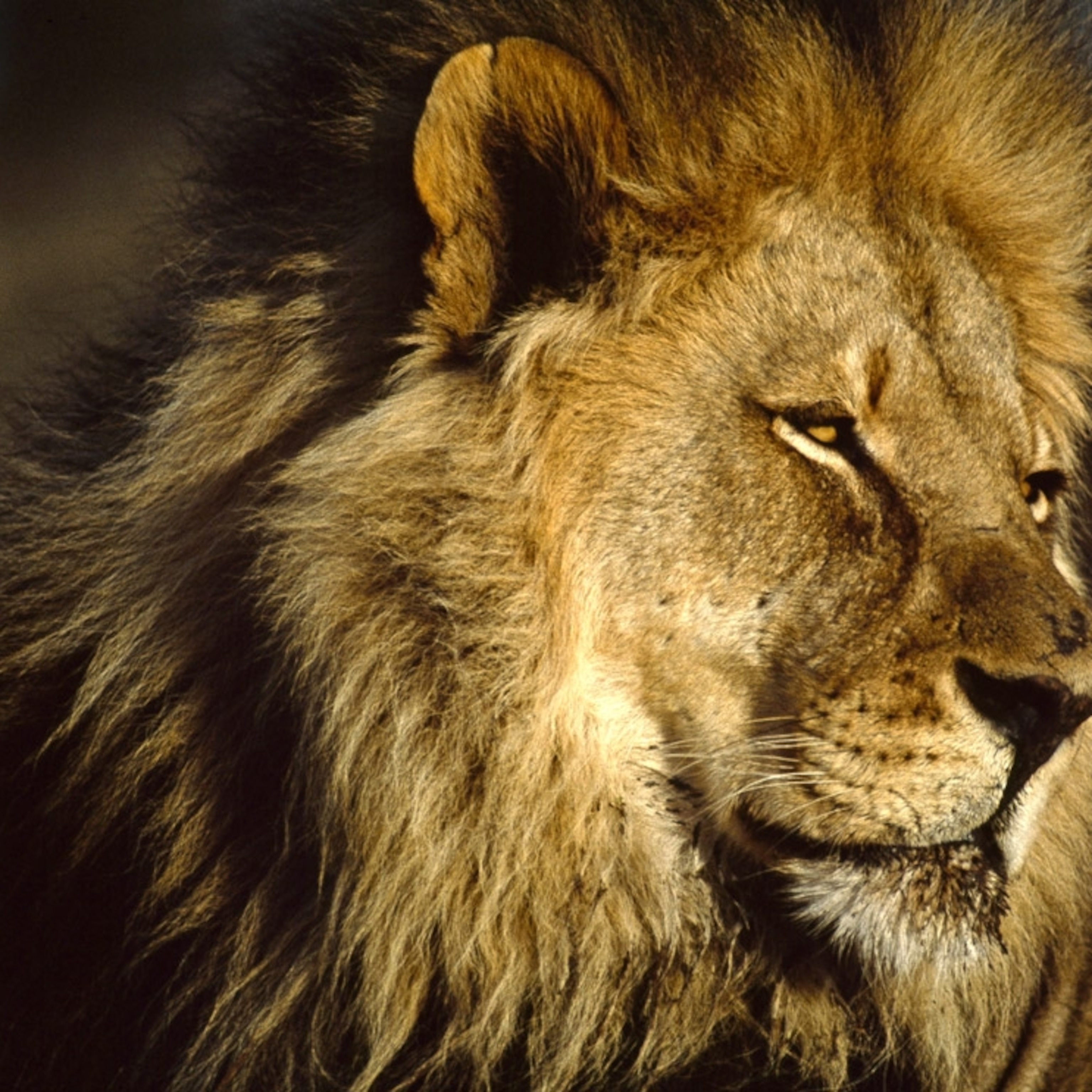 Close-up portrait of a majestic male lion with a golden mane, gazing intently
